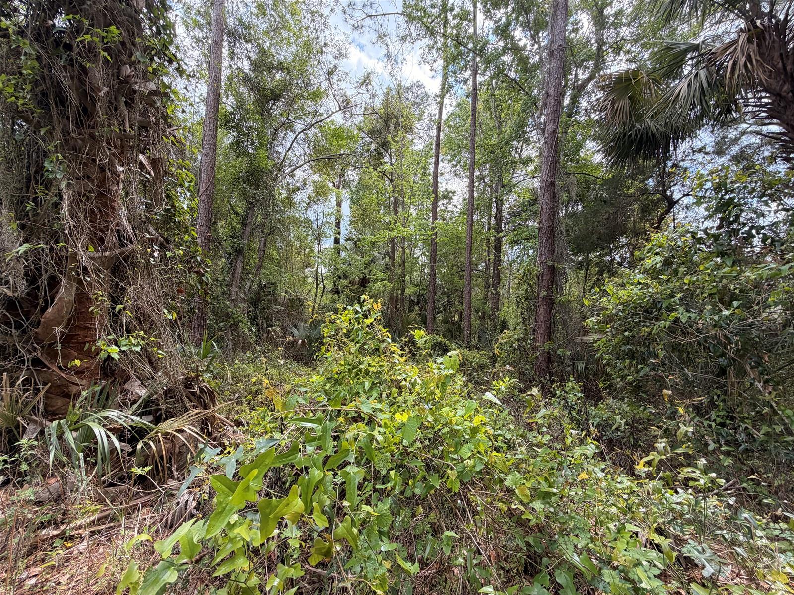 Image 5 of 8 For County Road 445a