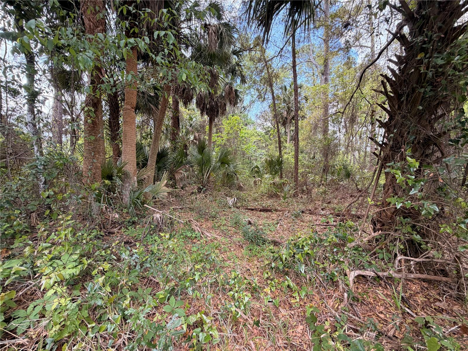 Image 6 of 8 For County Road 445a