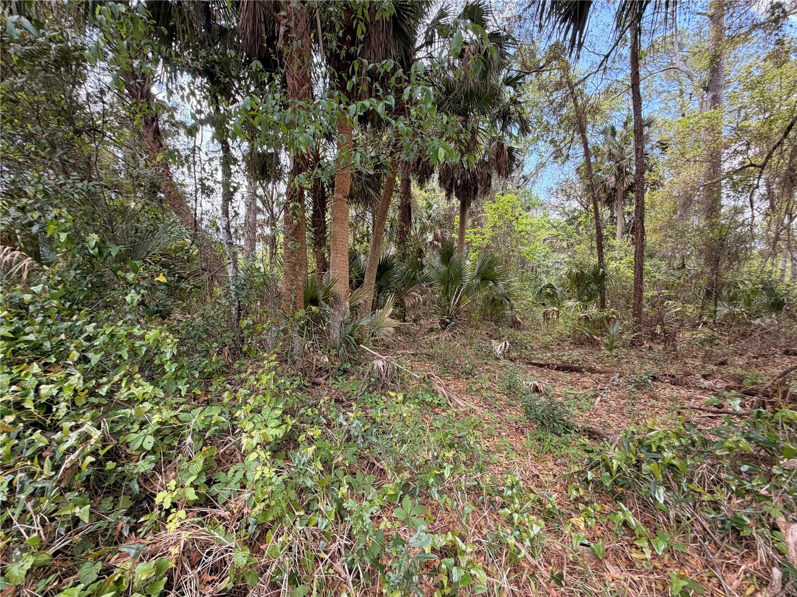 Image 7 of 8 For County Road 445a