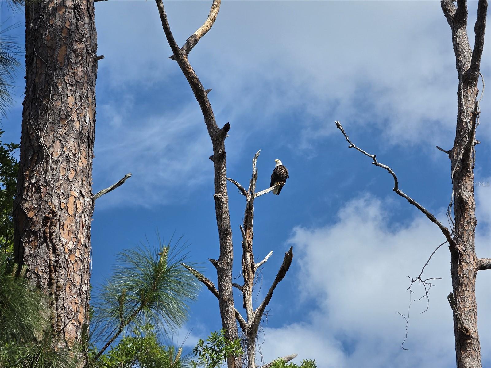 Image 22 of 29 For 3853 Stratfield Drive