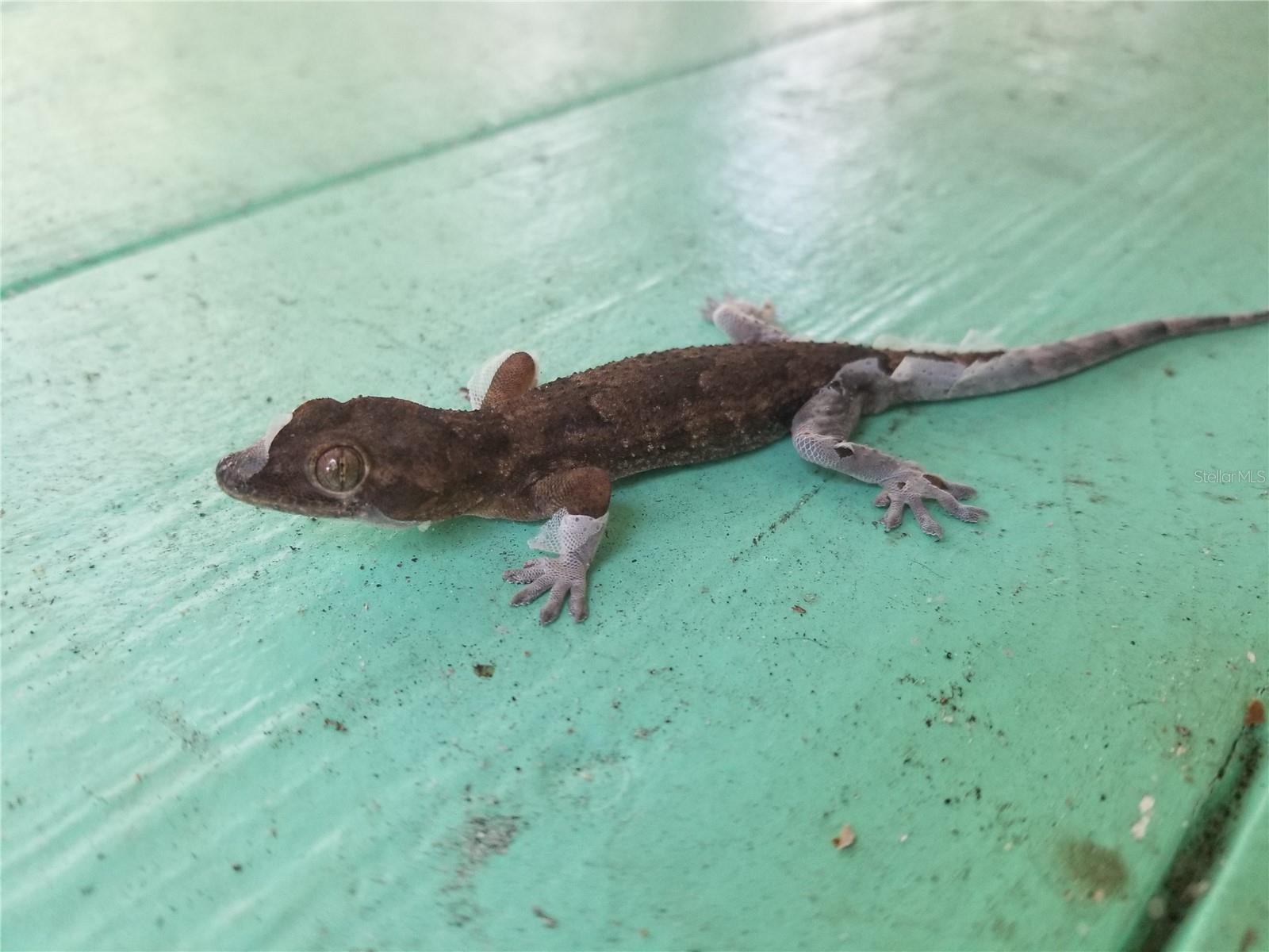 Image 66 of 100 For 1720 Fossil Drive