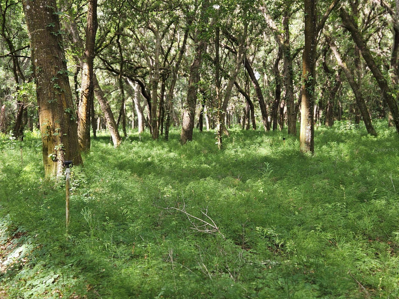 Image 6 of 10 For Burnsed Road