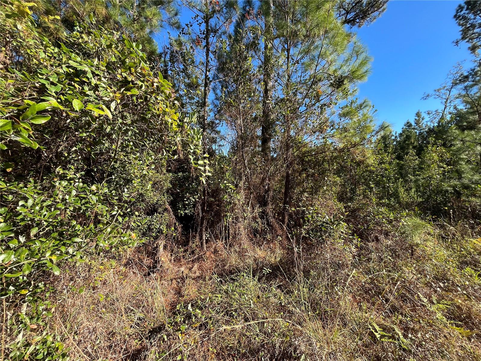 Image 6 of 7 For 223 Mourning Dove Road