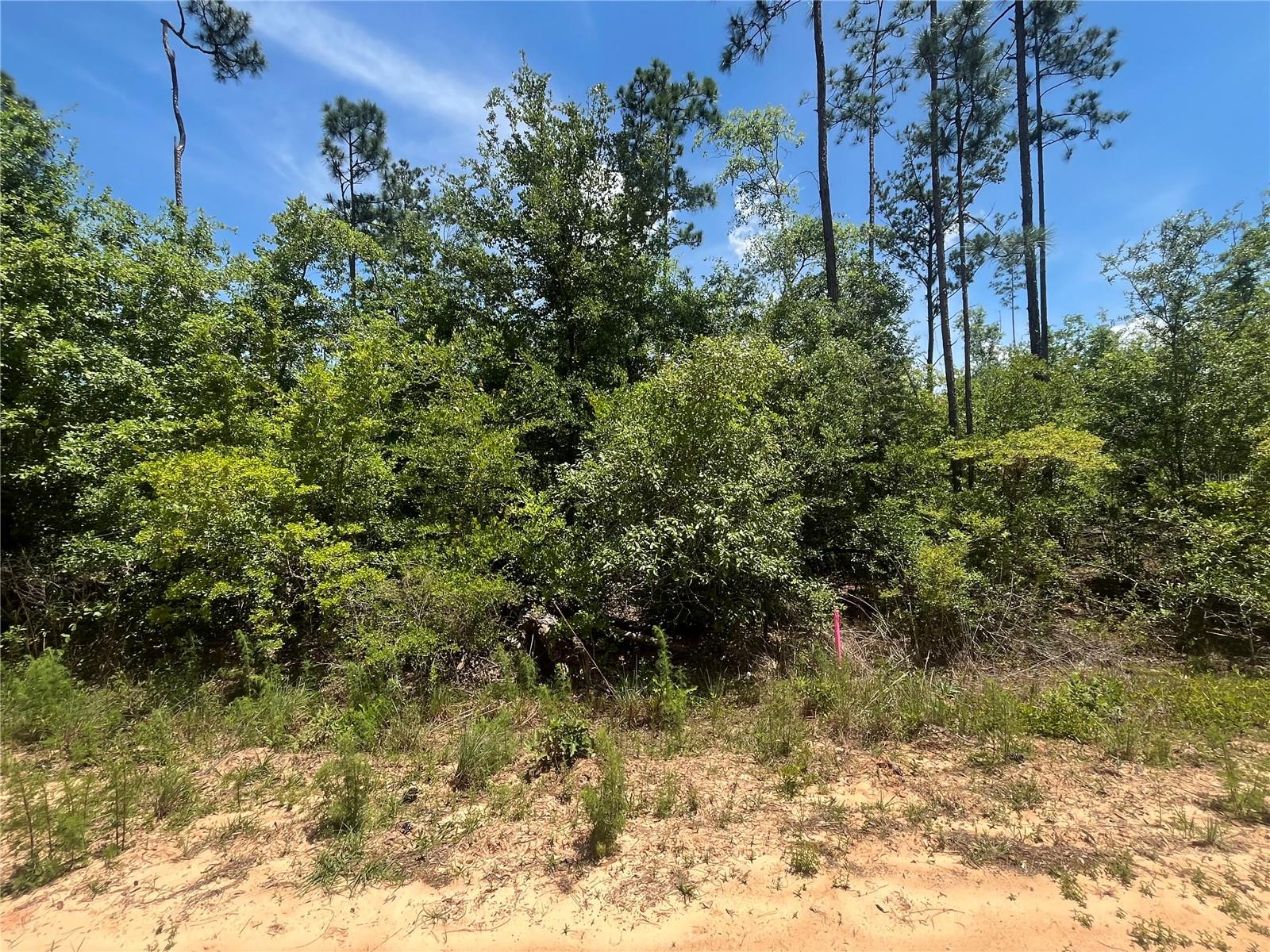 Image 3 of 9 For Tamarac Road