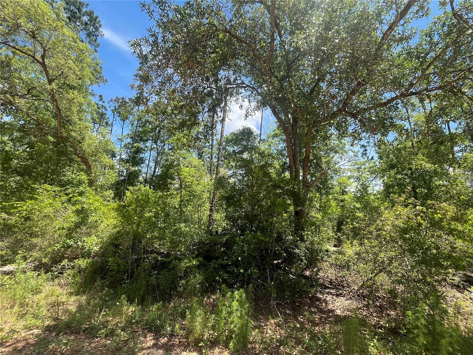 Image 7 of 9 For Tamarac Road