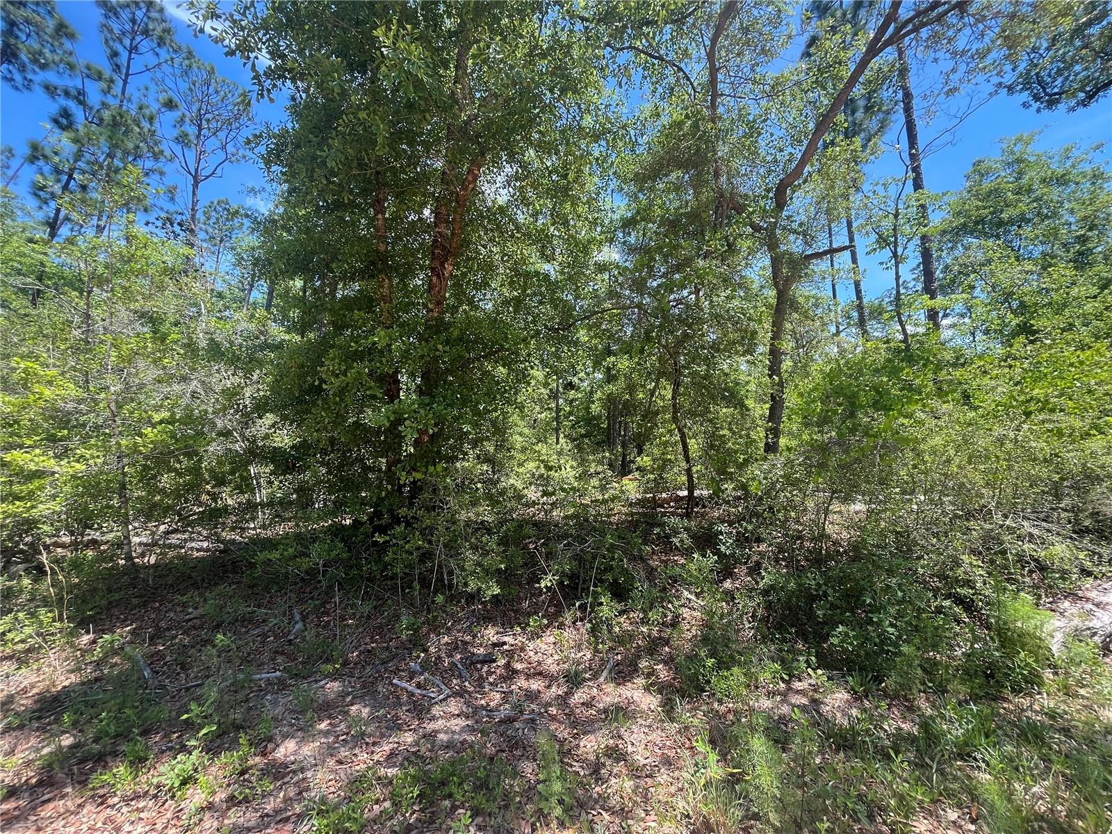 Image 8 of 9 For Tamarac Road