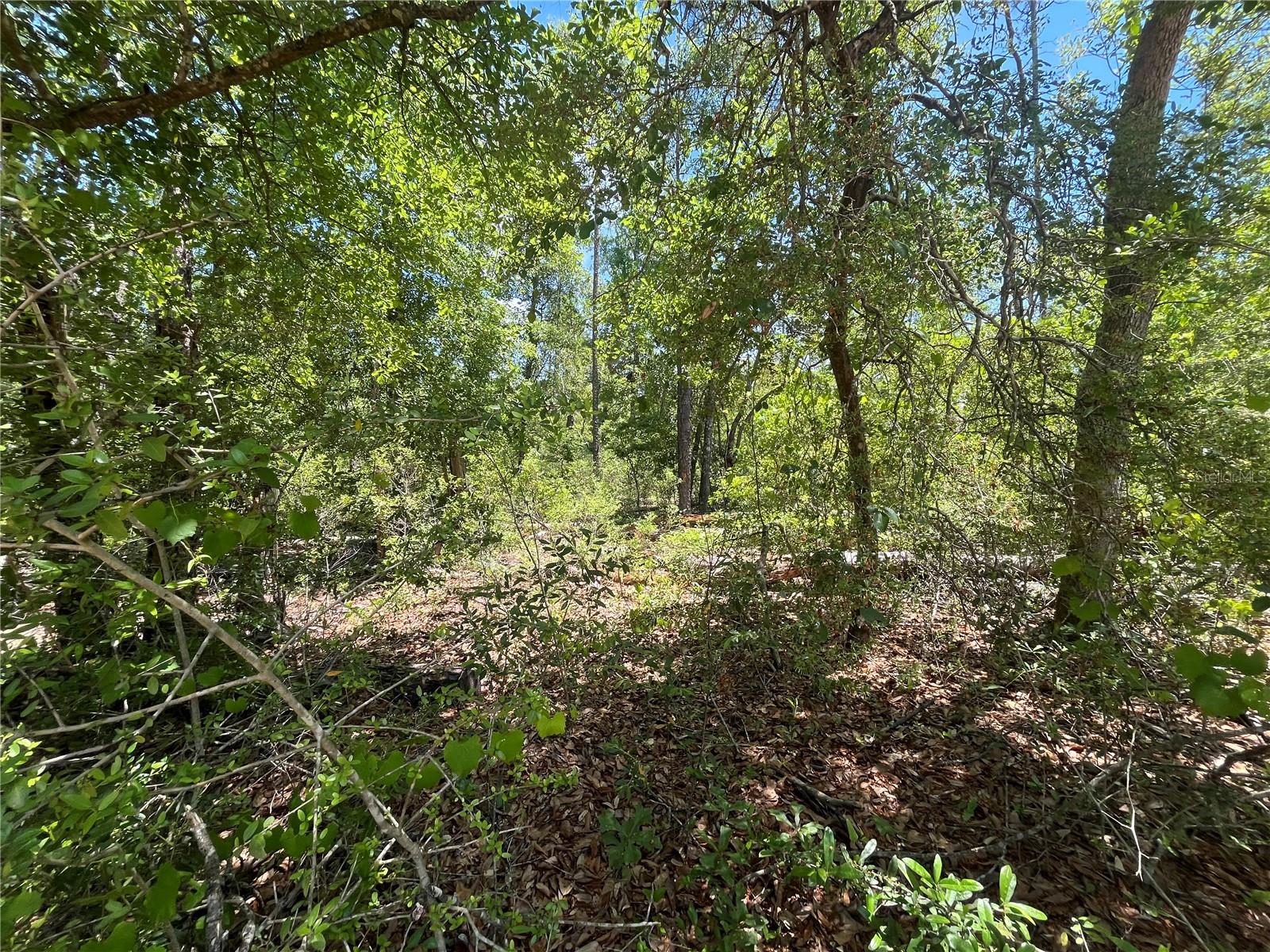 Image 9 of 9 For Tamarac Road