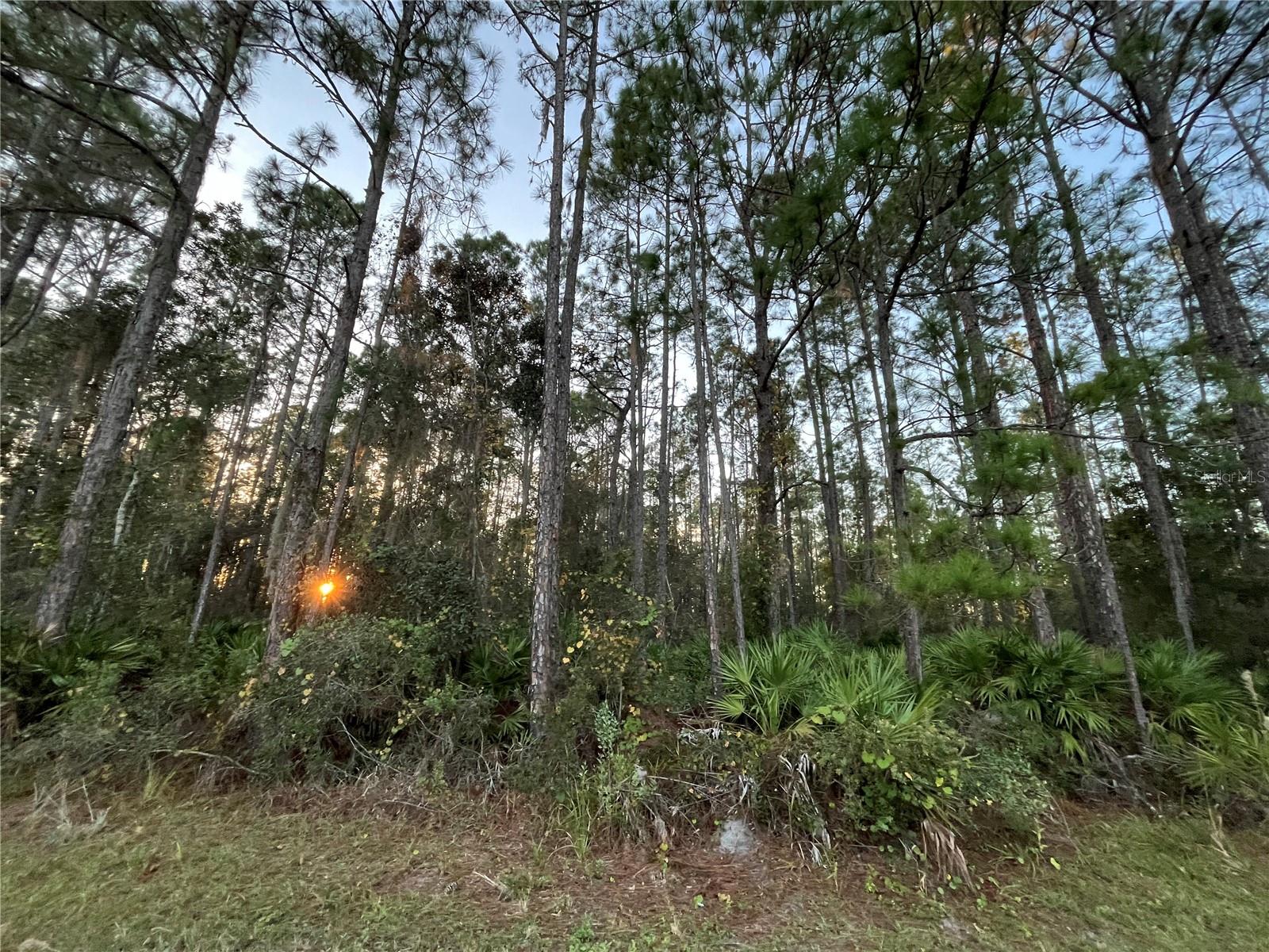 Image 9 of 15 For Tbd Royal Avenue