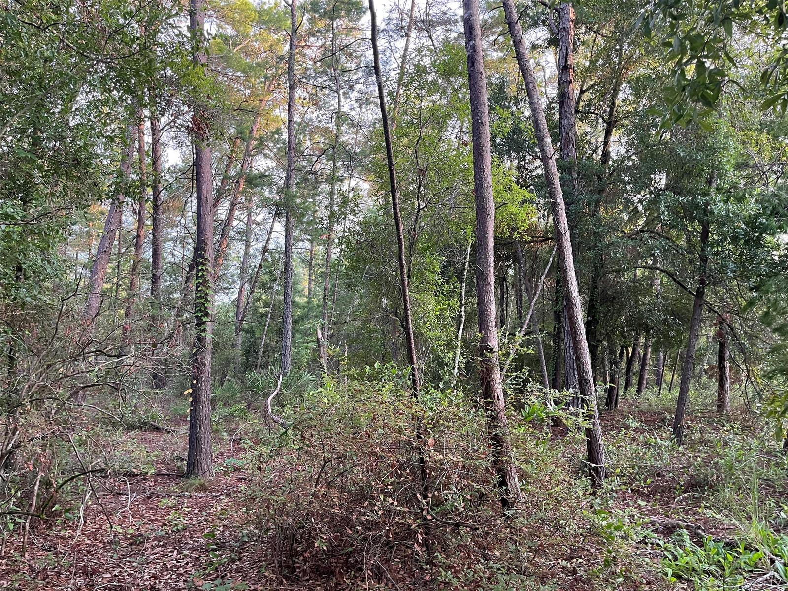 Image 8 of 9 For Tbd Twin Lakes Road