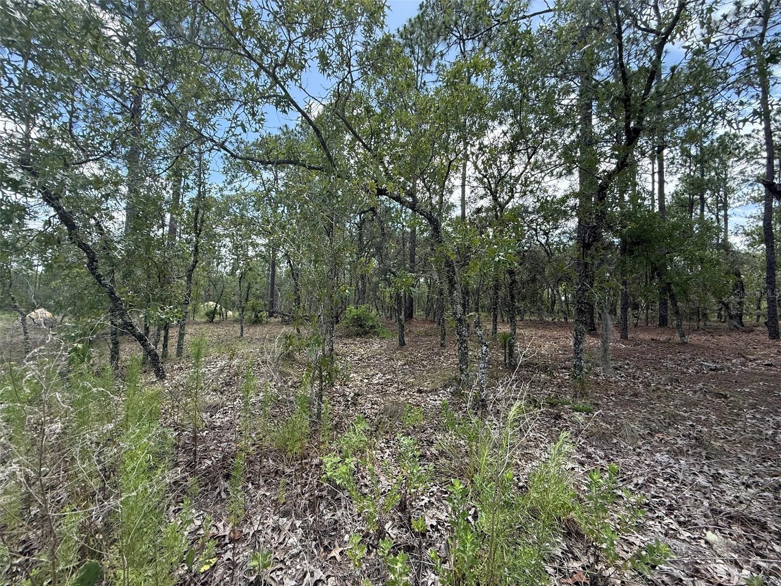 Image 3 of 9 For Tree Top Road