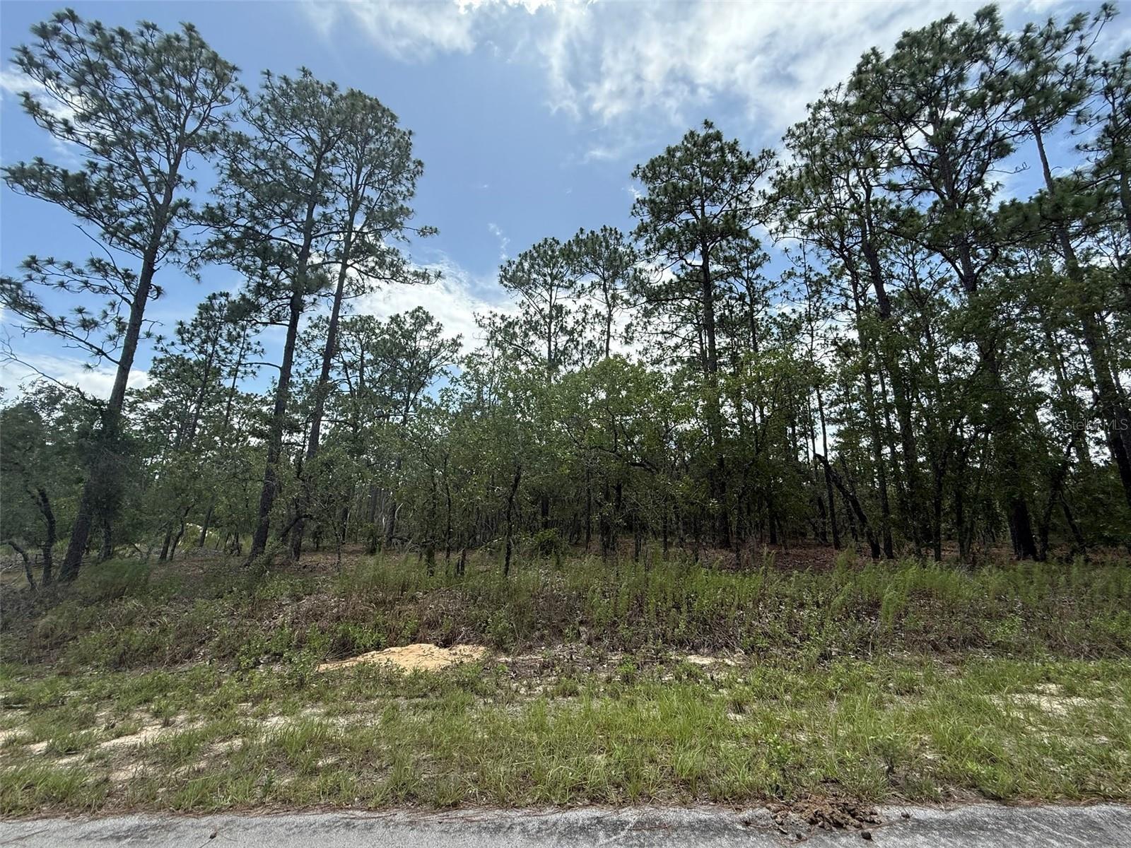 Image 6 of 9 For Tree Top Road