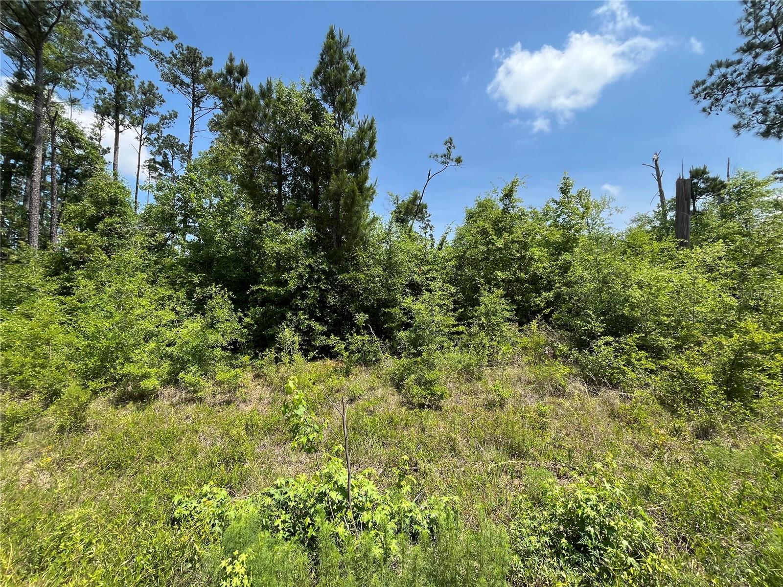Details for Tbd Grand Quiviera Circle, ALFORD, FL 32420