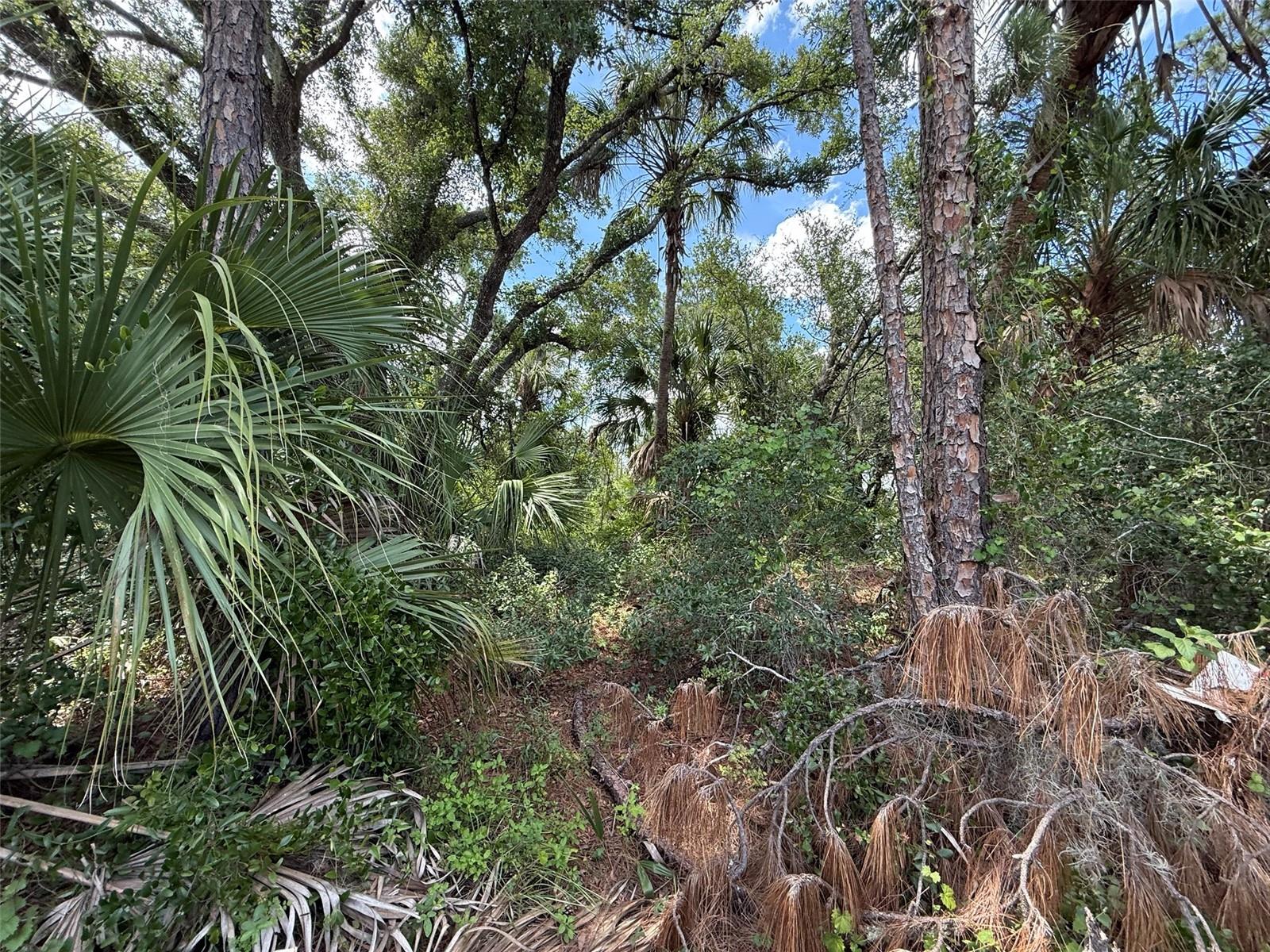 Image 5 of 11 For Tbd San Salvador Road
