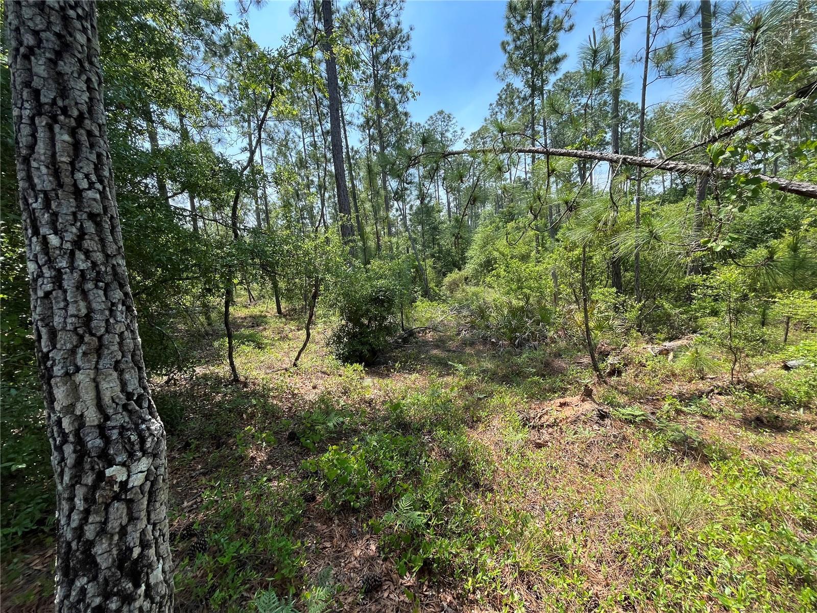 Image 11 of 18 For Holly Springs Avenue