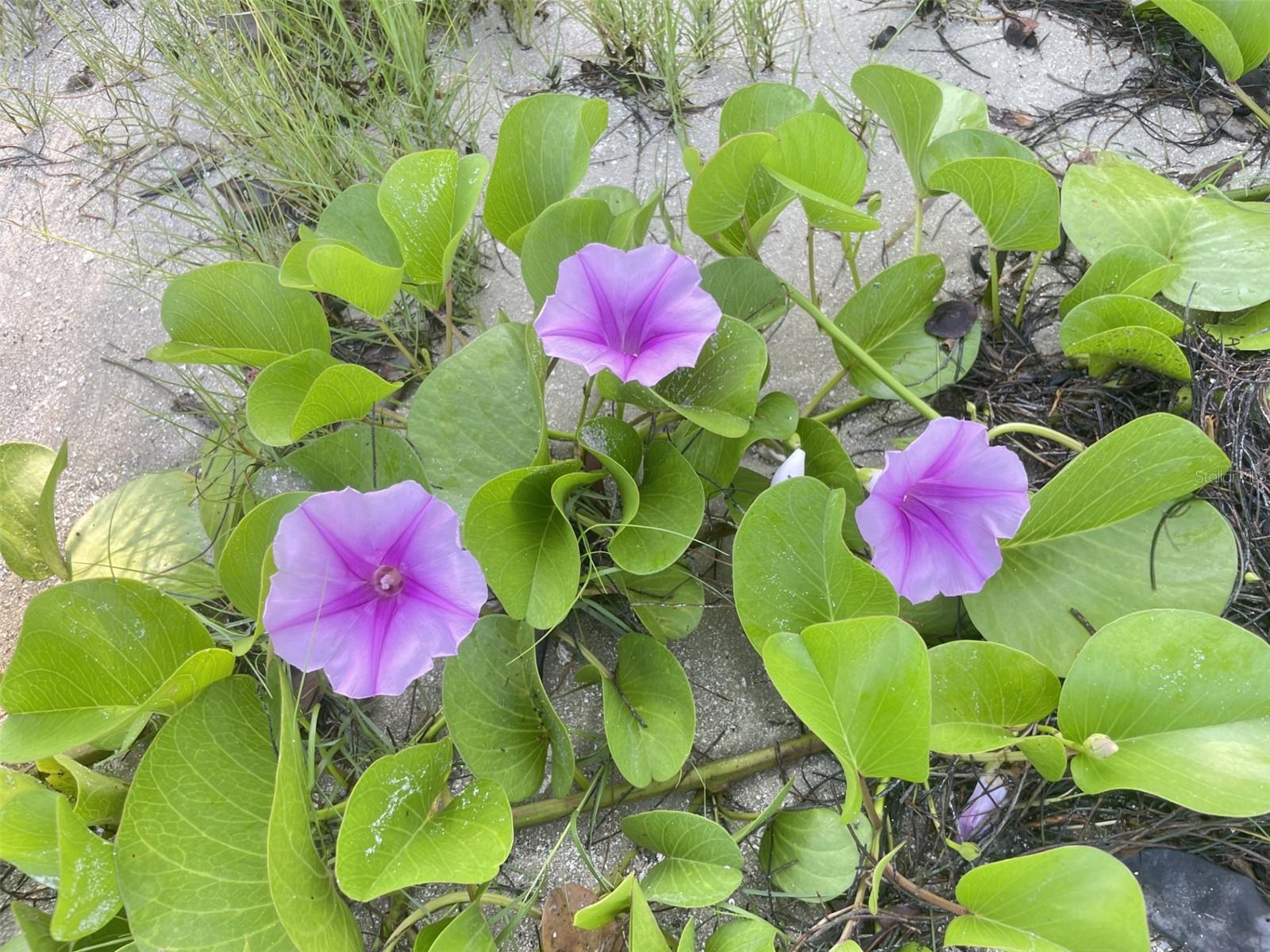 Image 43 of 52 For 107 Desota Street