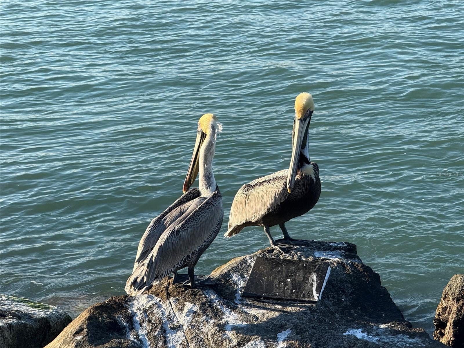 Image 46 of 52 For 107 Desota Street