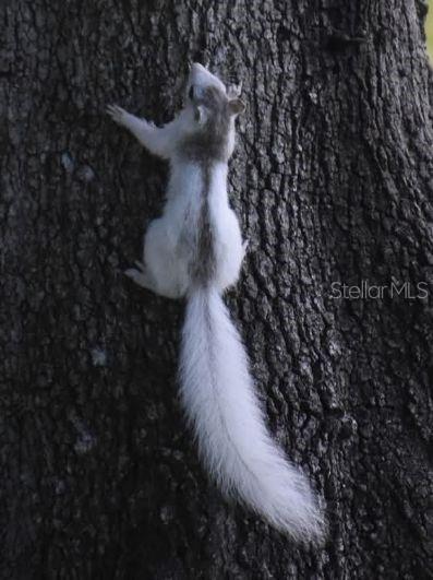 Image 19 of 54 For 1025 Roberts Lane