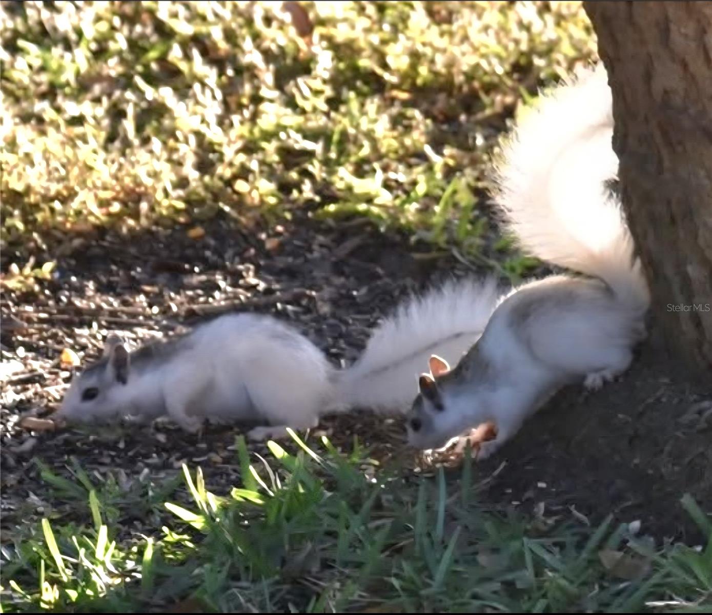 Image 20 of 54 For 1025 Roberts Lane