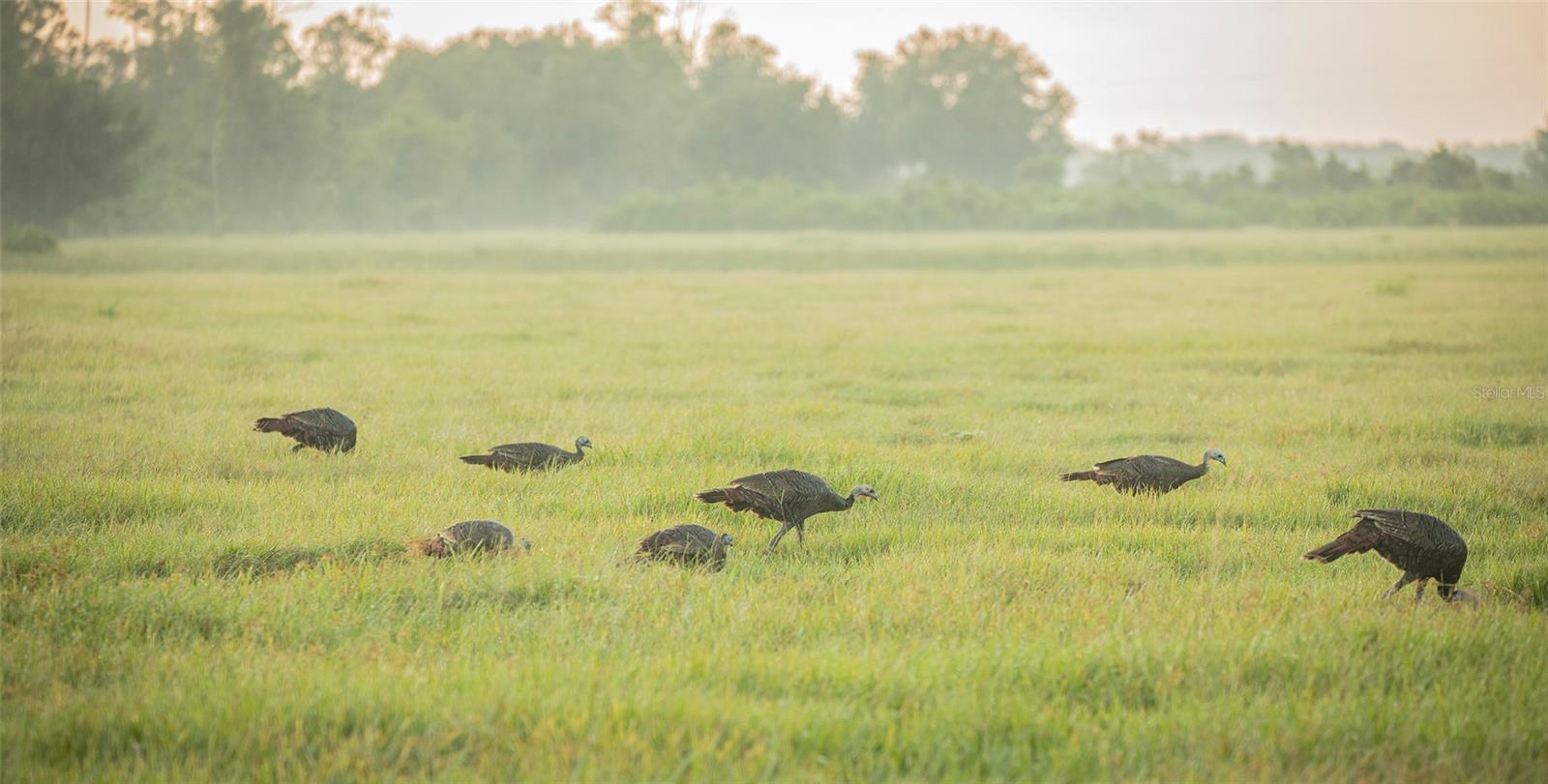 Image 26 of 50 For 32801 Hwy 441 N 250