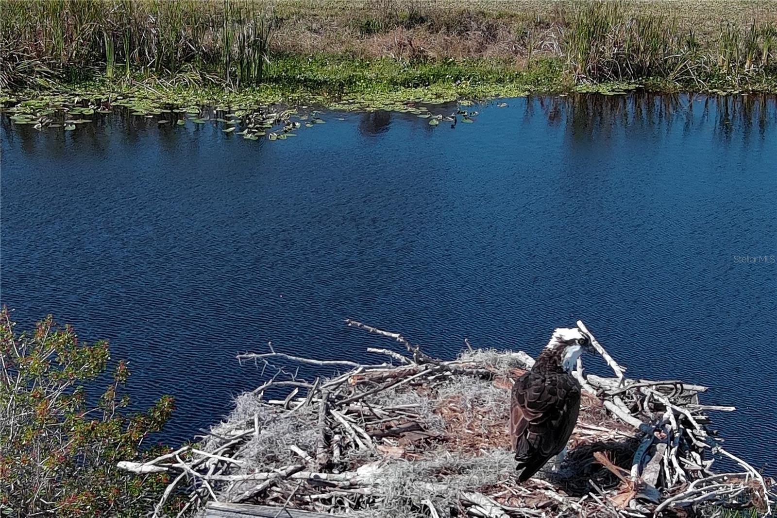 Image 34 of 36 For 37 Shell Road