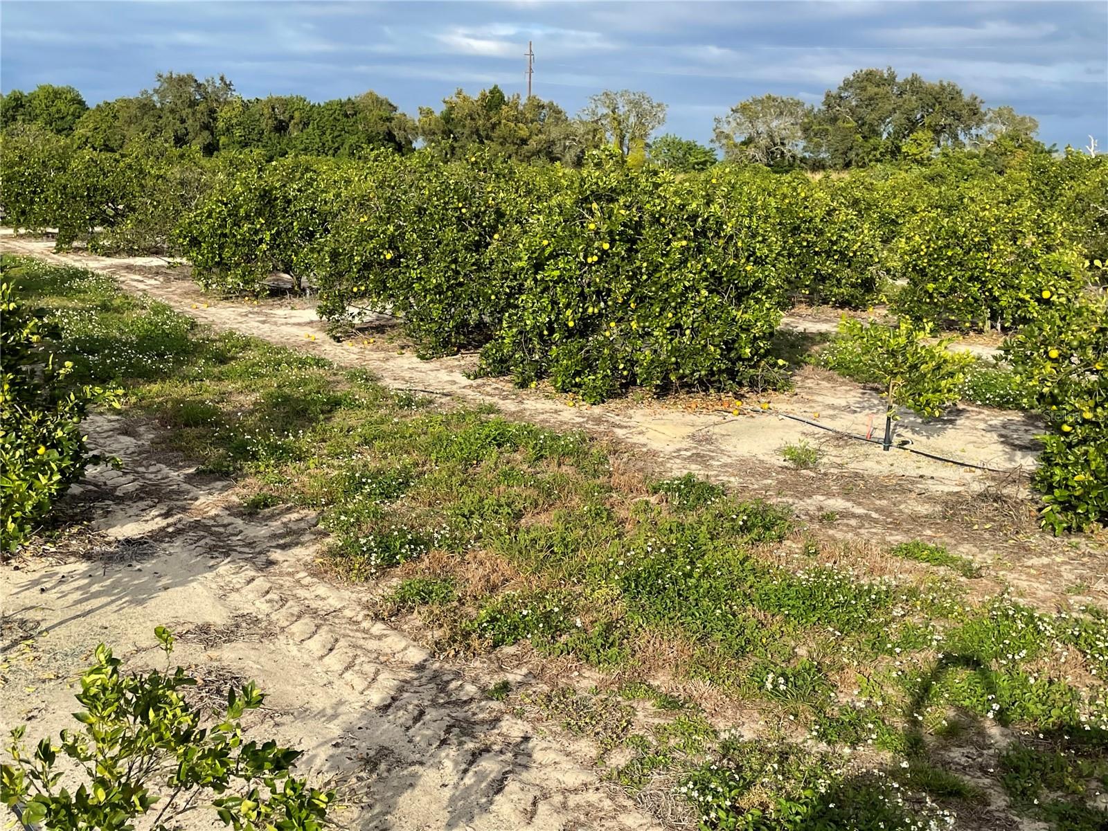 Image 6 of 40 For Lawrence Stewart Road