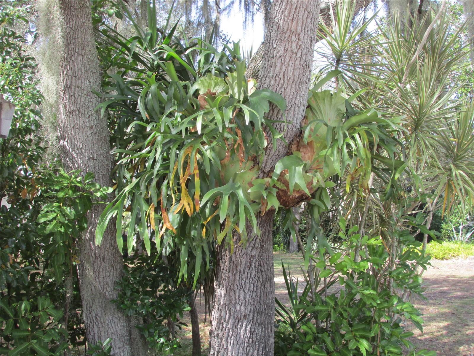 Image 10 of 23 For 5 Blue Quill Circle