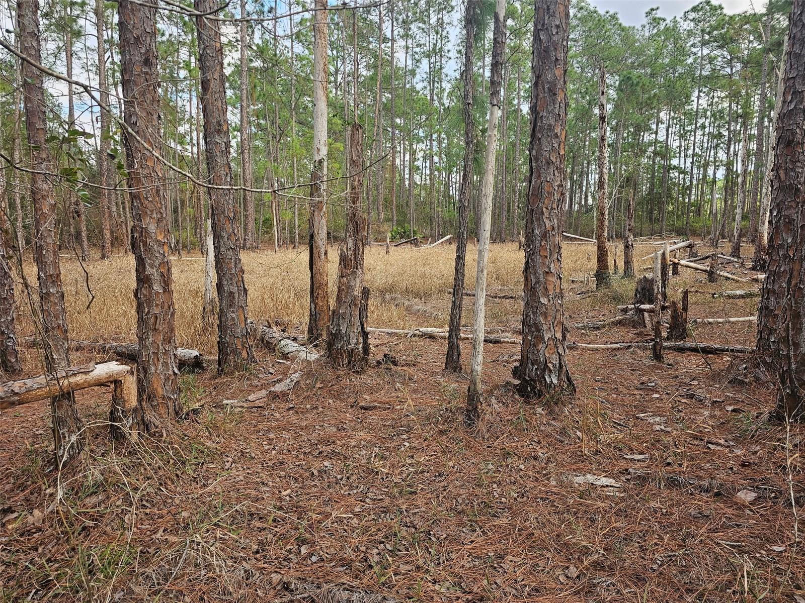 Details for Chinaberry Street, EUSTIS, FL 32736