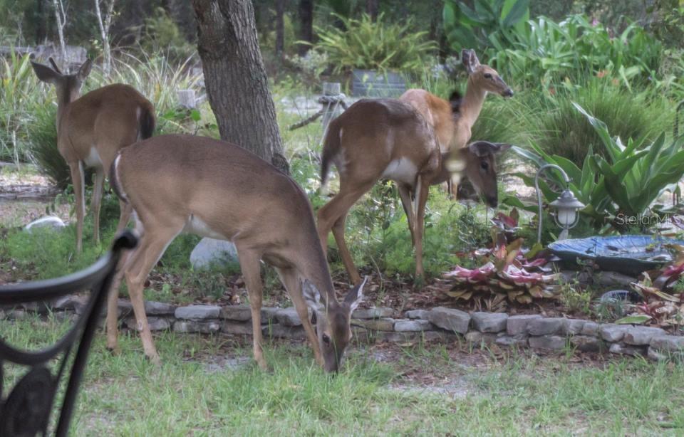Image 9 of 10 For Chinaberry Street