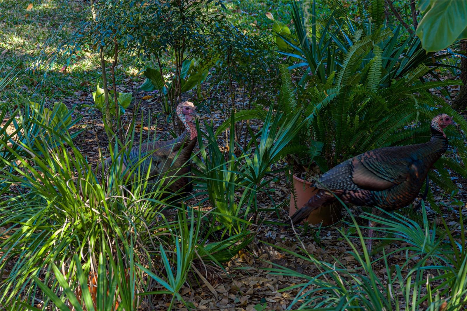 Image 54 of 60 For 3652 Hurlbut Circle