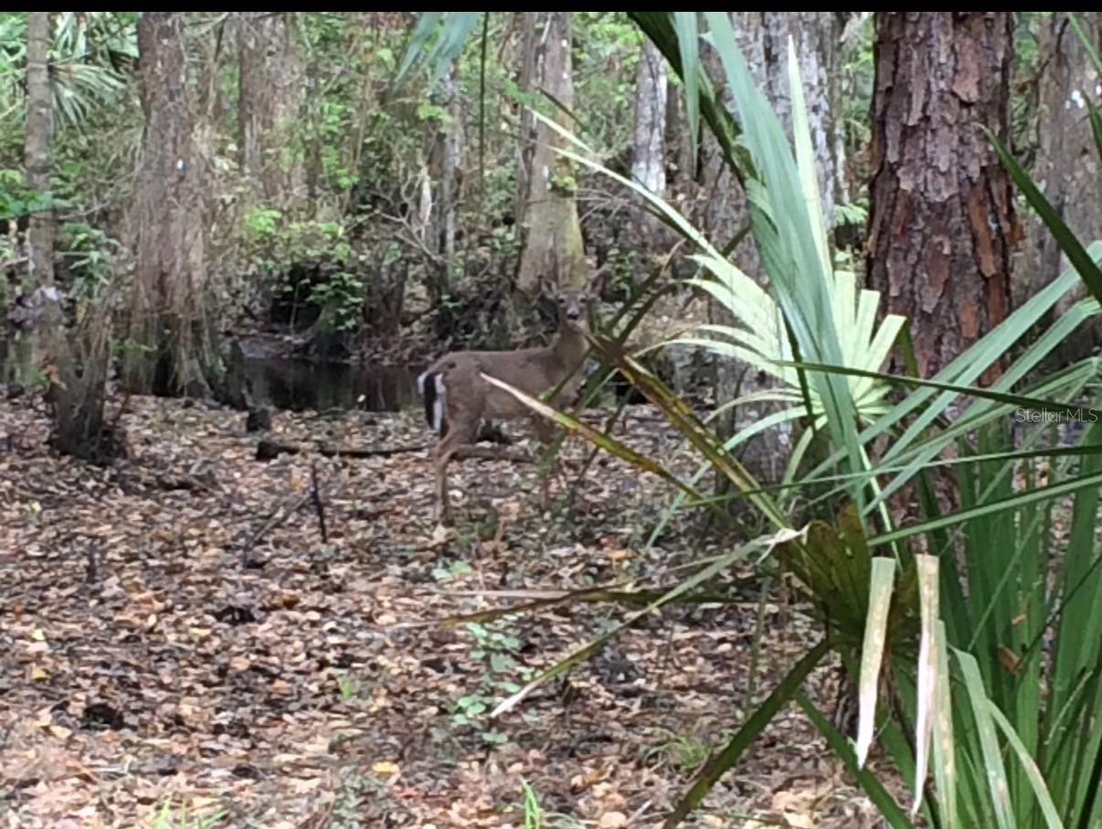 Image 22 of 40 For 49 Fenny Bosk Trail