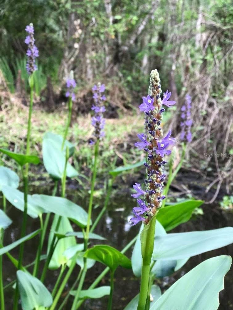 Image 25 of 40 For 49 Fenny Bosk Trail
