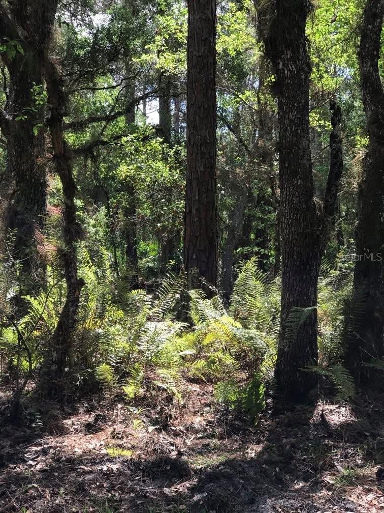 Image 30 of 40 For 49 Fenny Bosk Trail