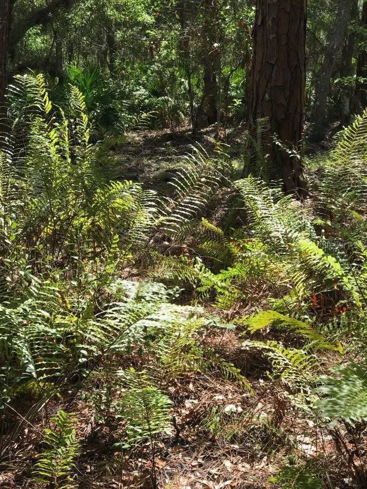 Image 31 of 40 For 49 Fenny Bosk Trail