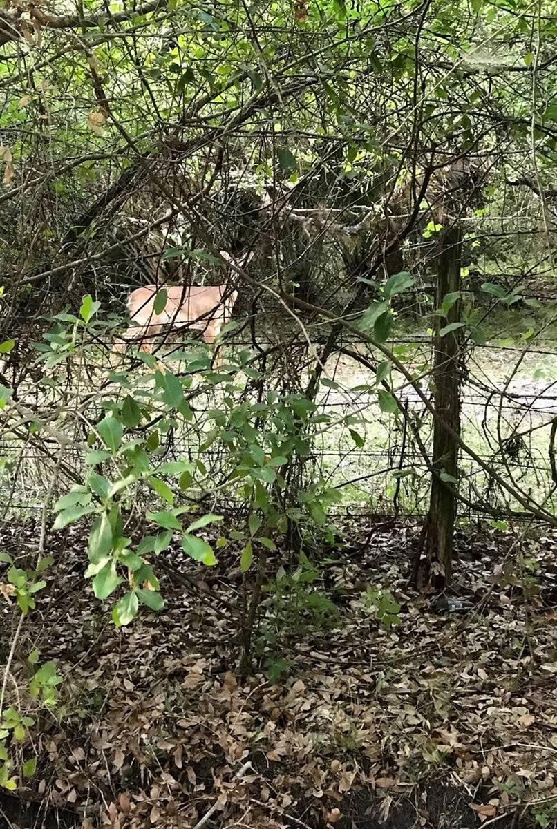 Image 34 of 40 For 49 Fenny Bosk Trail