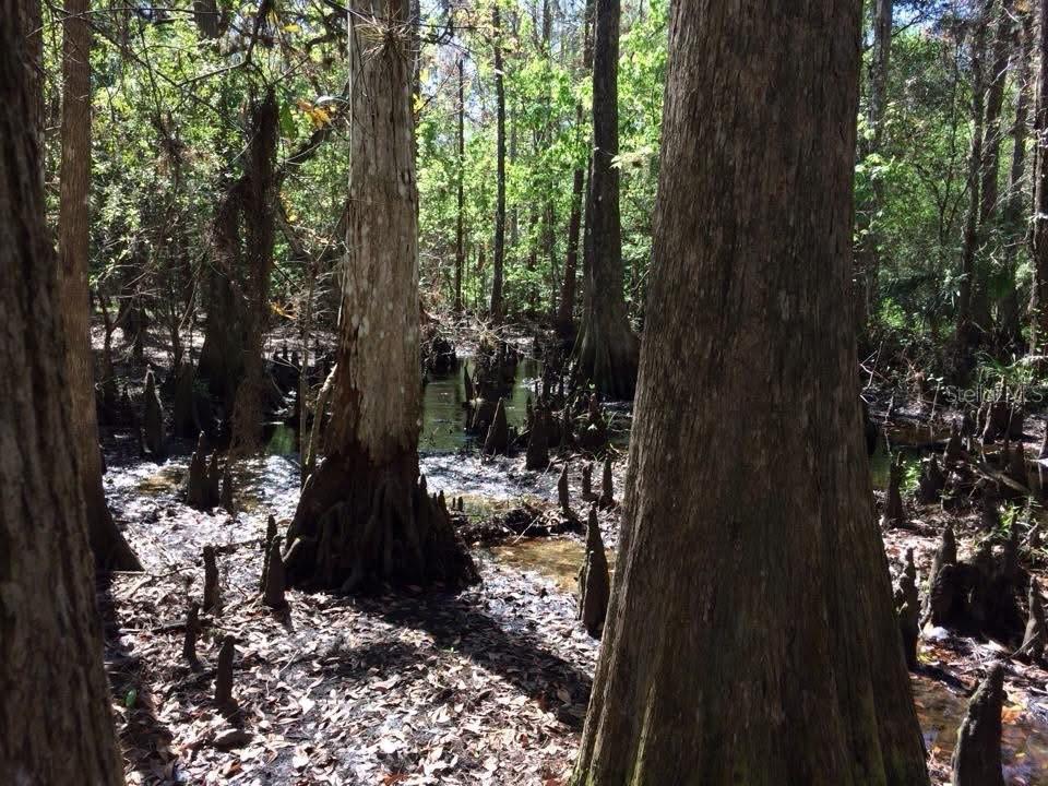 Image 35 of 40 For 49 Fenny Bosk Trail