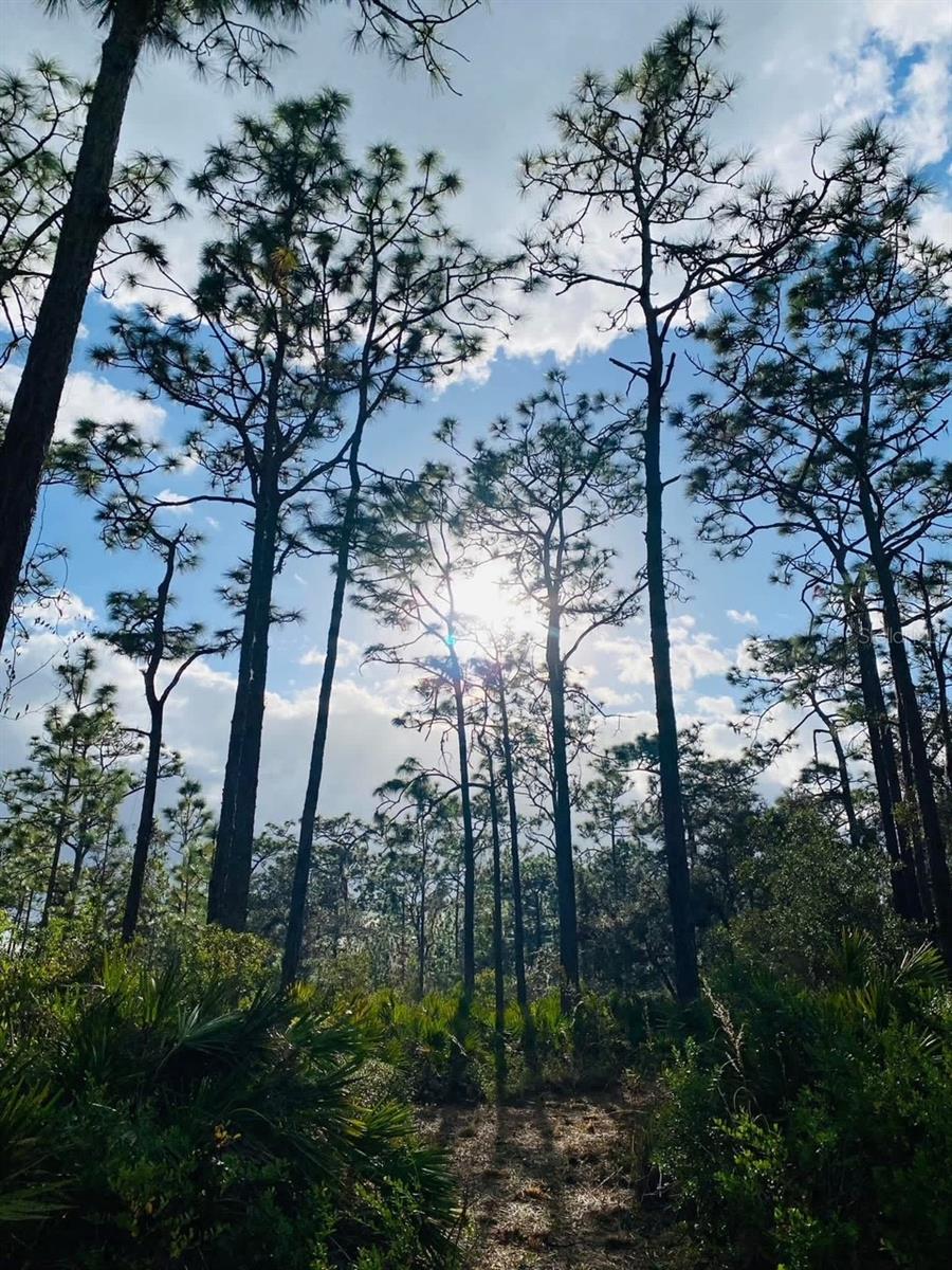 Image 38 of 40 For 49 Fenny Bosk Trail