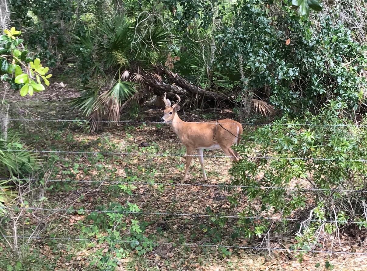 Image 7 of 40 For 49 Fenny Bosk Trail