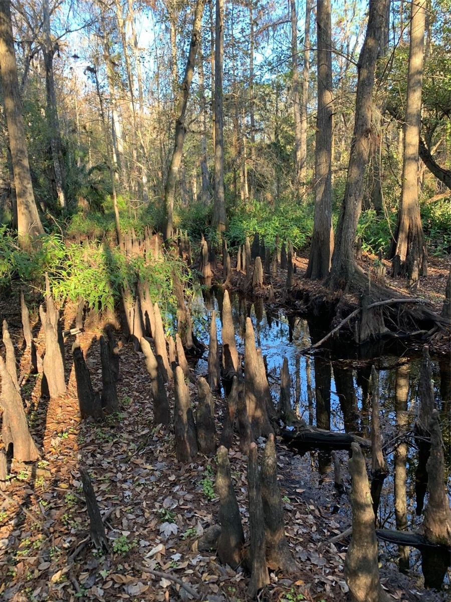 Image 9 of 40 For 49 Fenny Bosk Trail