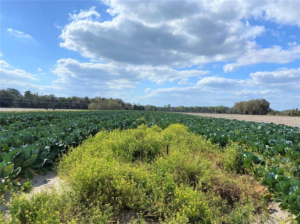 Image 8 of 17 For 24103 County Road 239