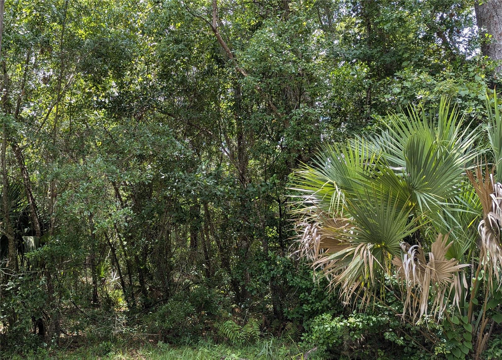 Details for Lot 7 Hunter Circle, MICANOPY, FL 32667