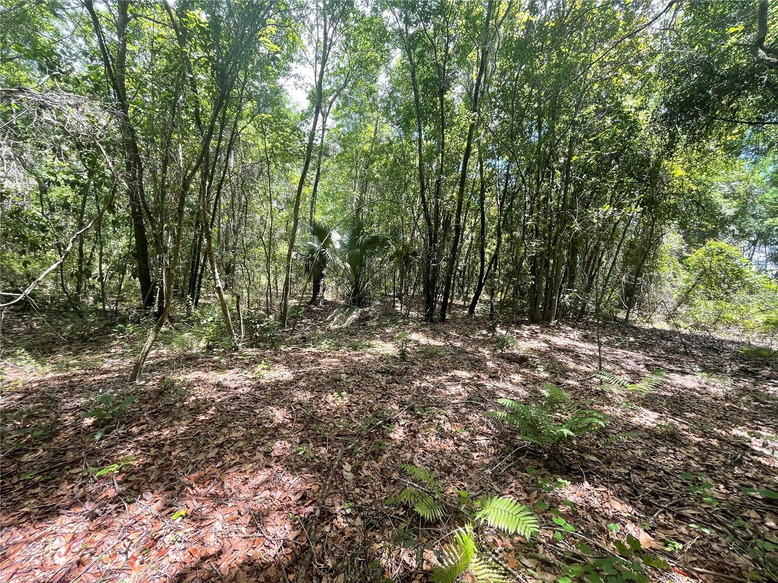 Image 8 of 19 For 000 Hawthorne Road