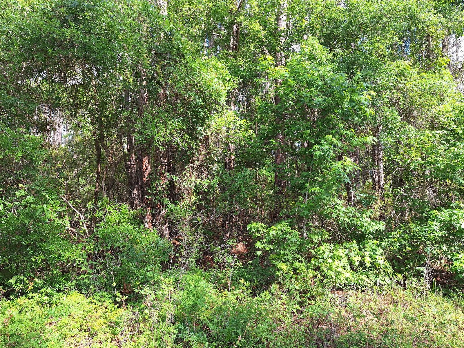 Image 2 of 8 For Lot 38 512th Street