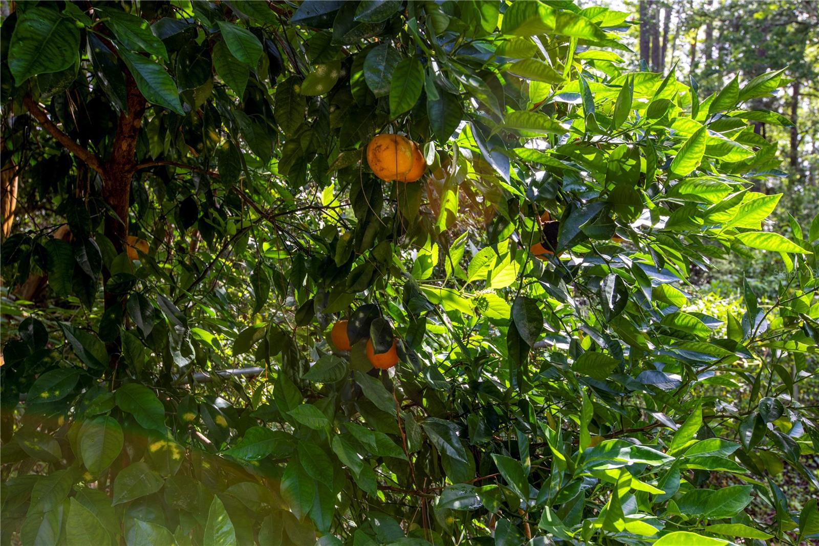 Image 23 of 30 For 2412 116th Place