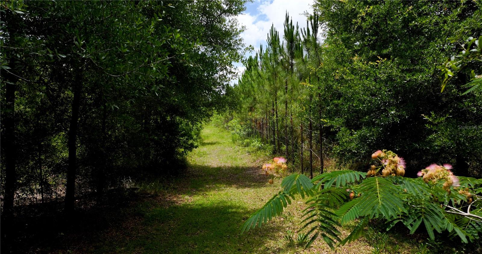 Image 10 of 21 For  Cr 235  