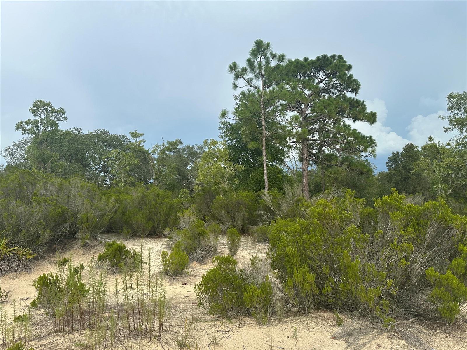 Details for  85th St  , BRONSON, FL 32621
