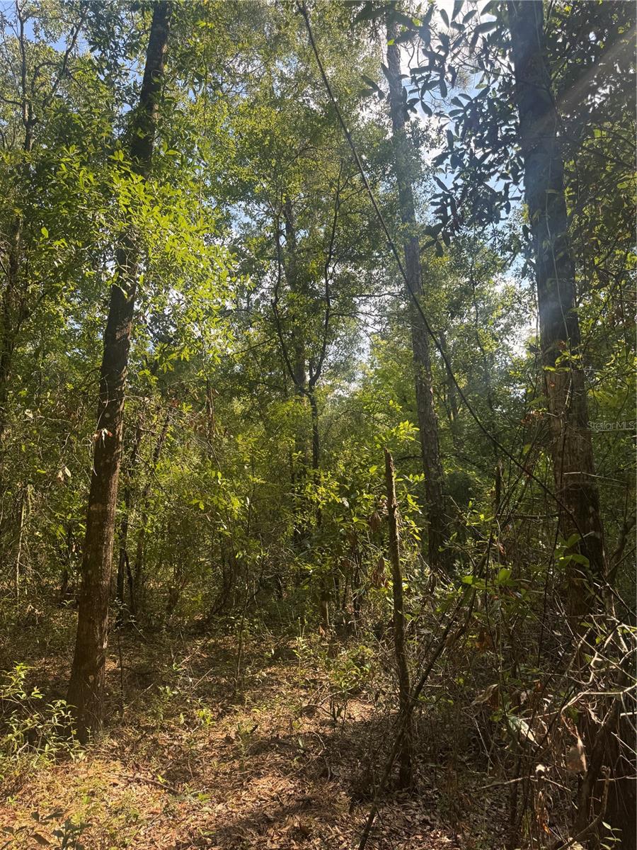 Image 11 of 11 For Lot 43 Kentucky Street