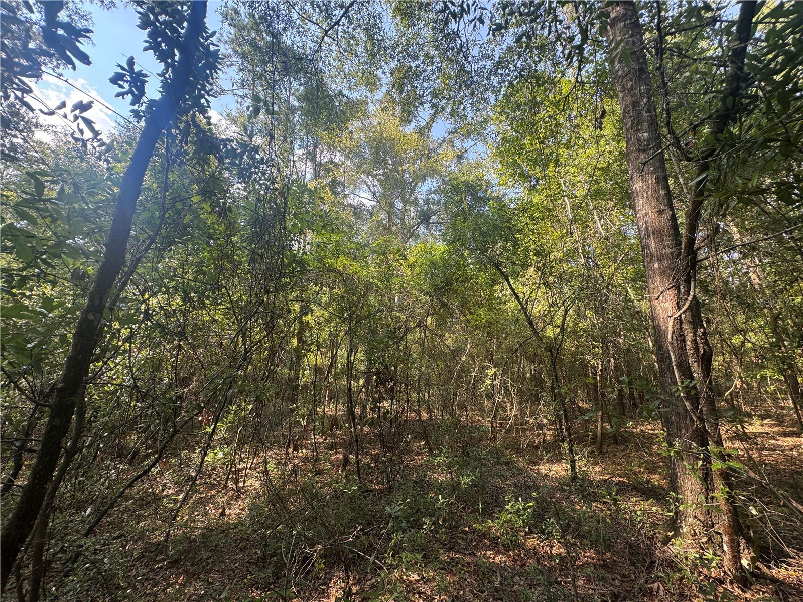 Image 3 of 5 For Lot 43 Kentucky Street