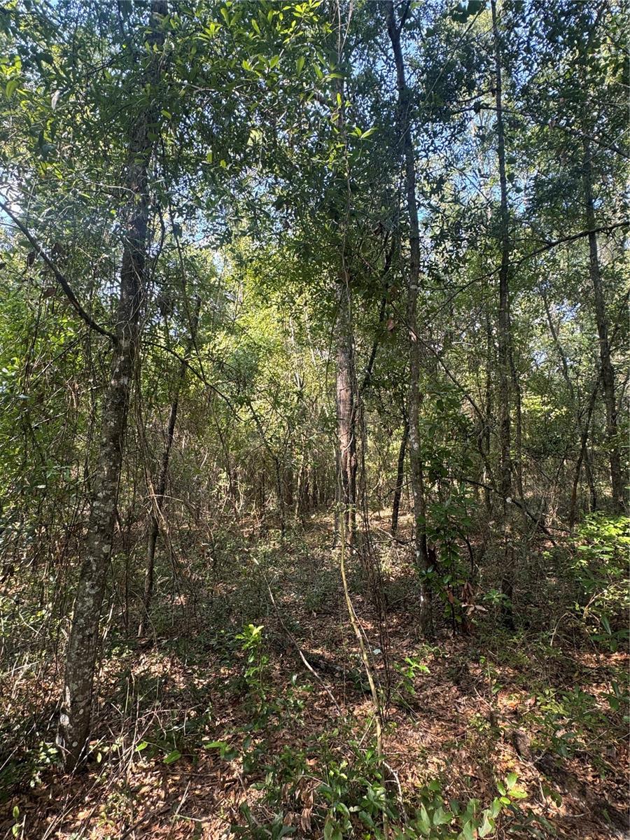 Image 4 of 5 For Lot 43 Kentucky Street