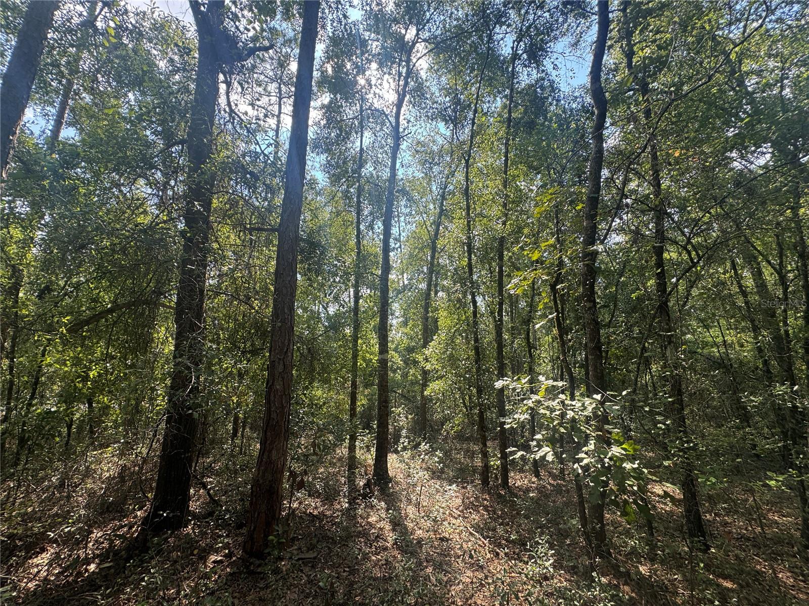 Image 7 of 9 For Lot 44 Kentucky Street