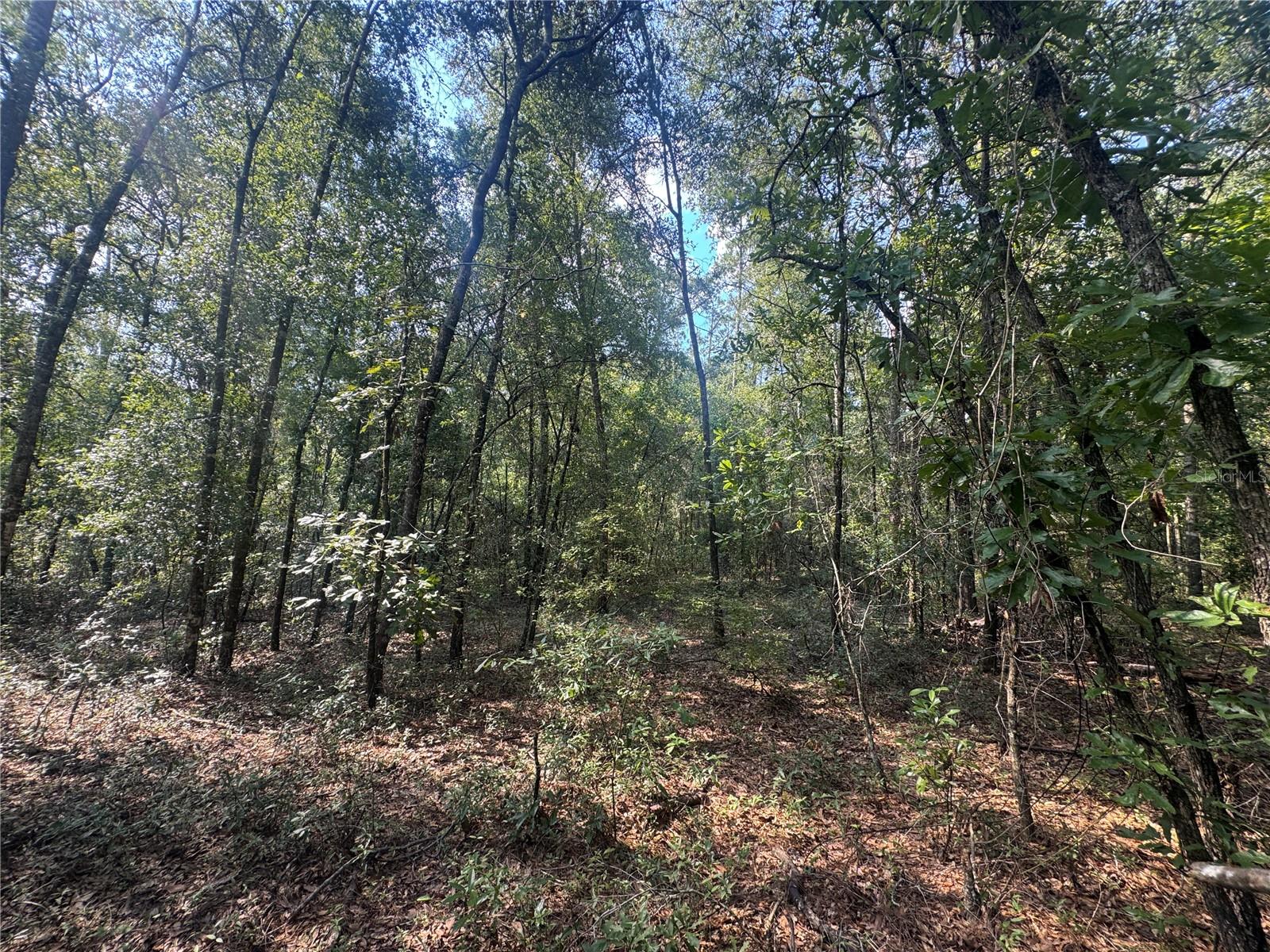 Image 8 of 9 For Lot 44 Kentucky Street